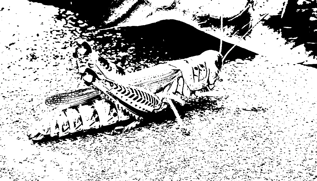 a grasshopper