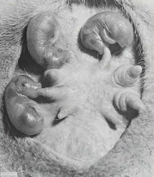 Infant bandicoots suckling at teats