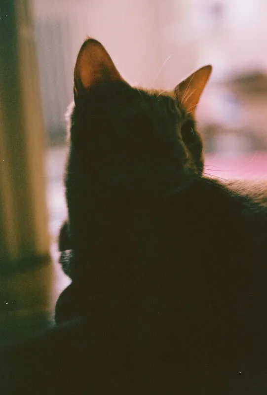 an orange tabby named oskar, backlit so his head and body are in shadow but his ears are orange