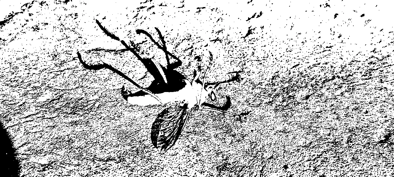 a bug dying on the sidewalk