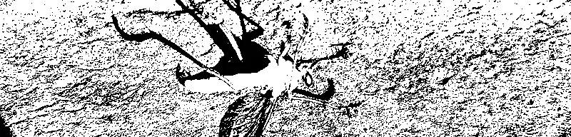 a bug dying on the sidewalk