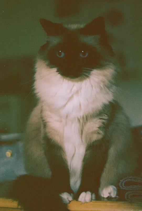 pidge, possibly a ragdoll with black and white fur