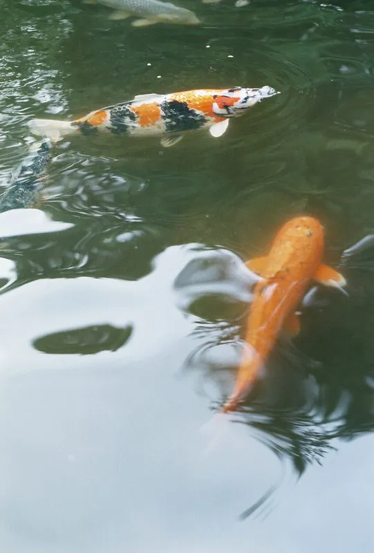 Koi in a pond