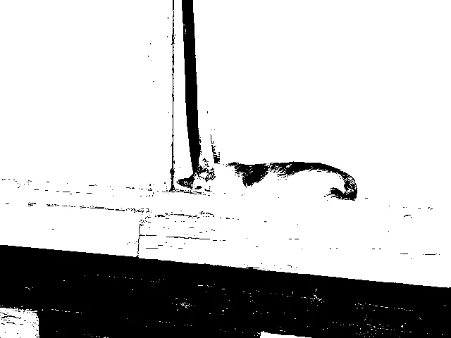 A cat napping in a window
