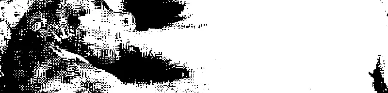 infant bandicoots suckling at teats