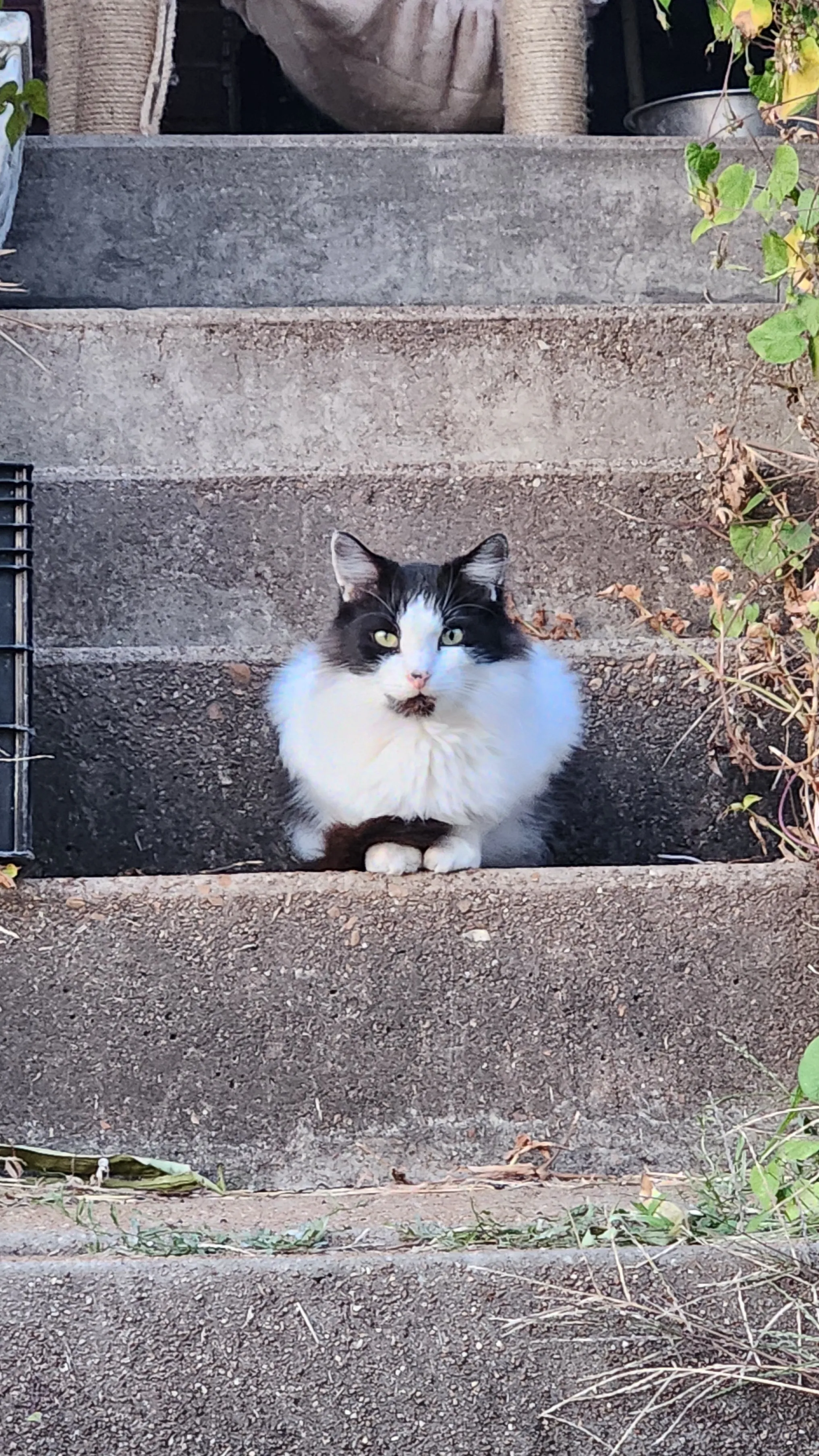 a cat sitting pretty on a concrete step