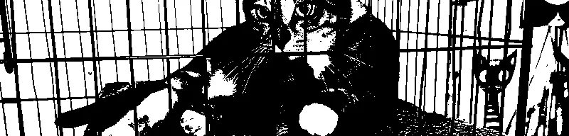 a tabby cat sitting in an enclosure with its paws sticking out of the cage