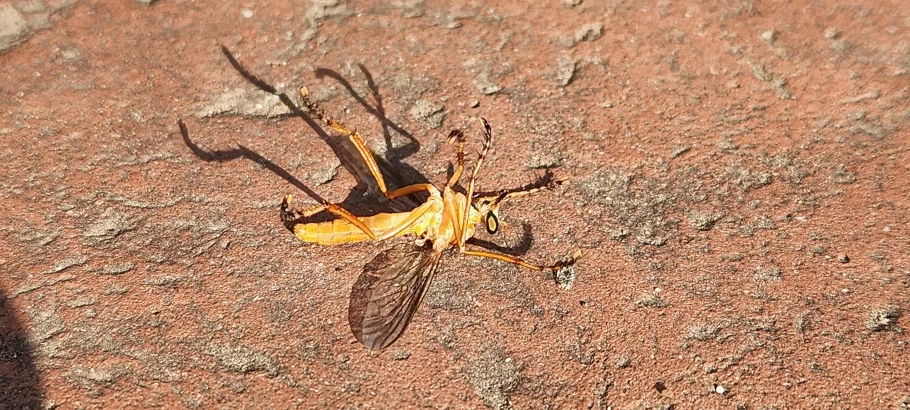 a bug dying on the sidewalk