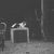 A cat sitting on a table outdoors