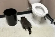 The raccoon that raided a liquor store and passed out in the bathroom