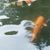 Koi in a pond
