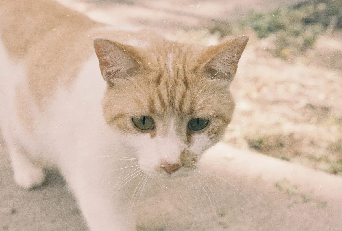 an orange tabby stray cat