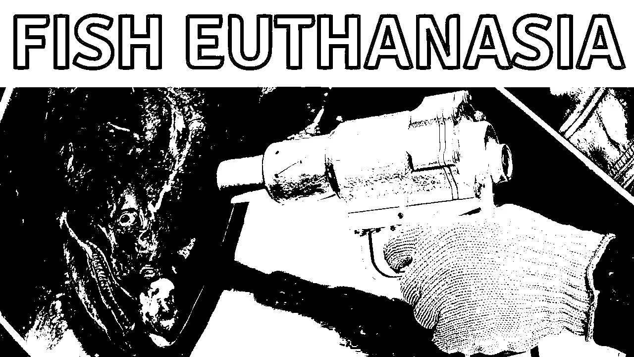 Fish Euthenasia