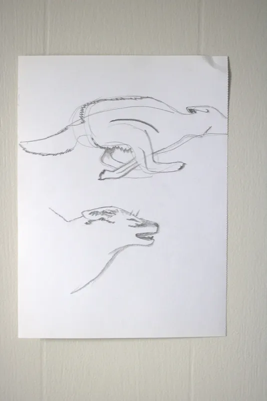 a paper taped to a wall with two pencil sketches of a coyote running