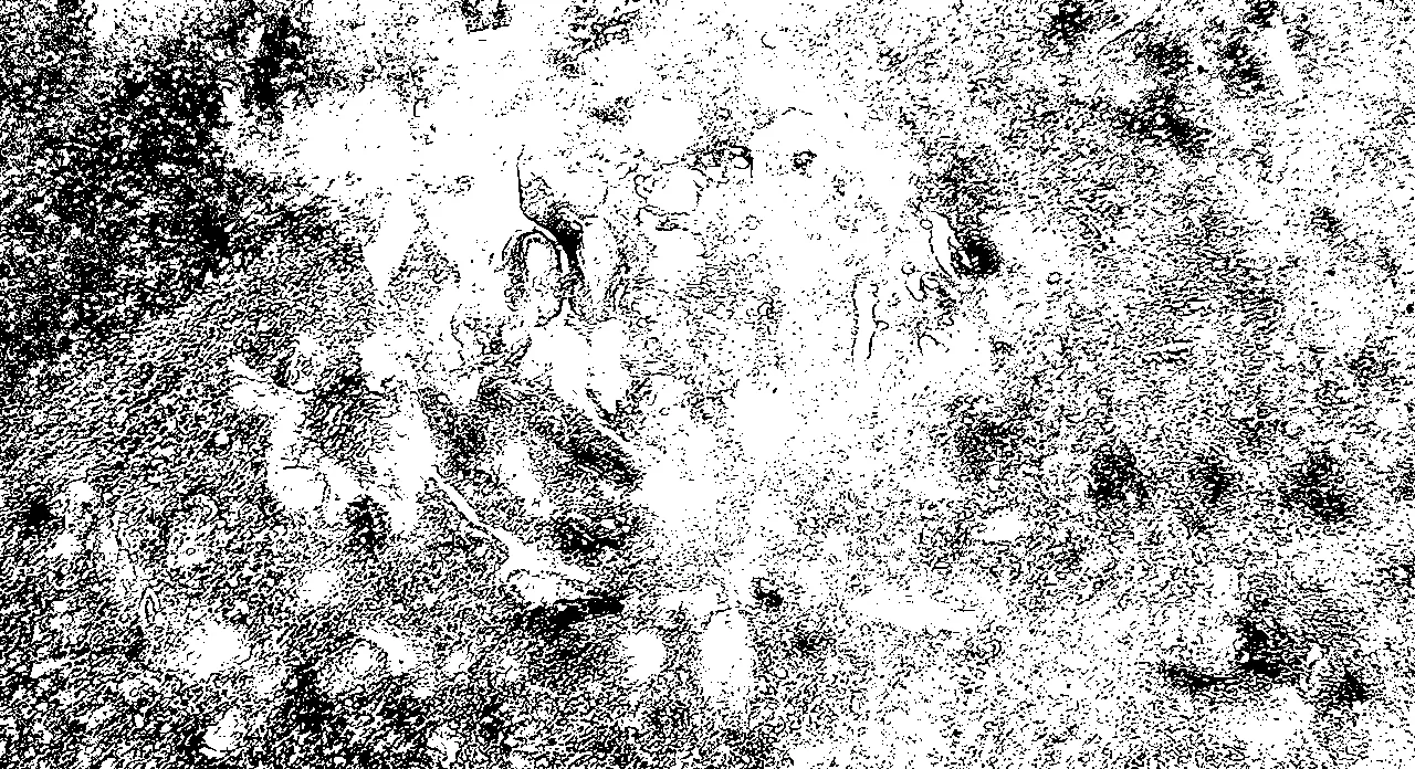 a grain black-and-white photo of some slop
