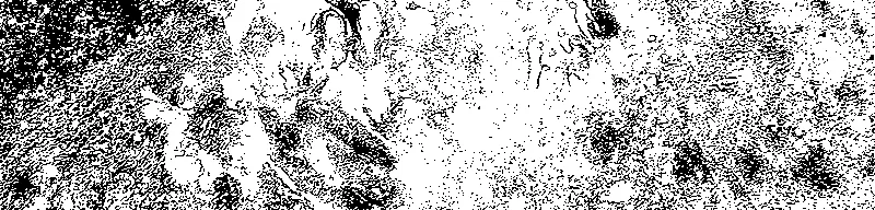 a grain black-and-white photo of some slop