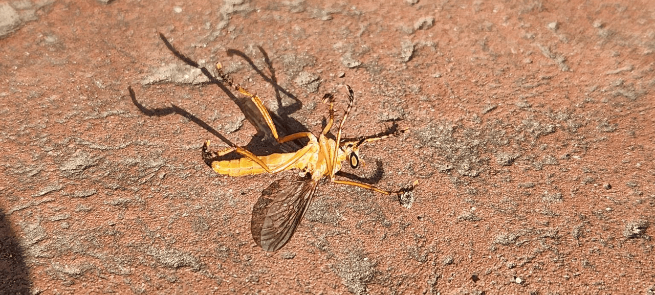 a dying bug on a sidewalk
