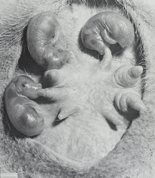 Infant bandicoots suckling at teats