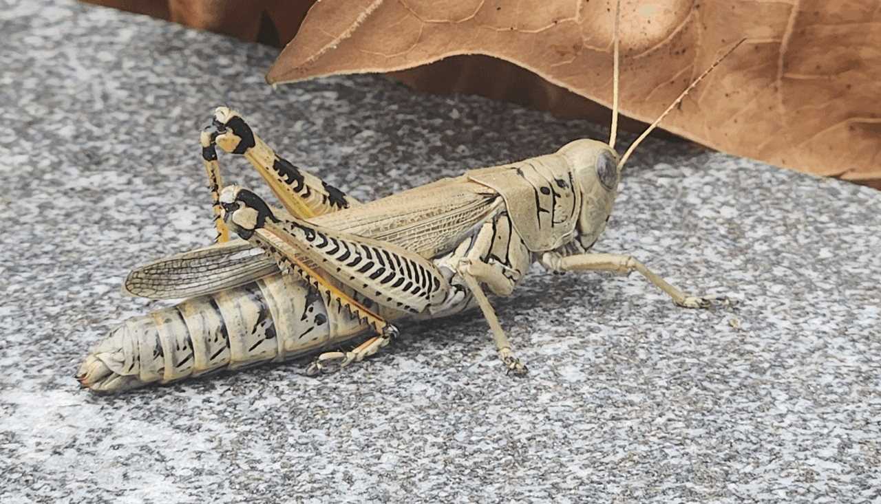 a grasshopper