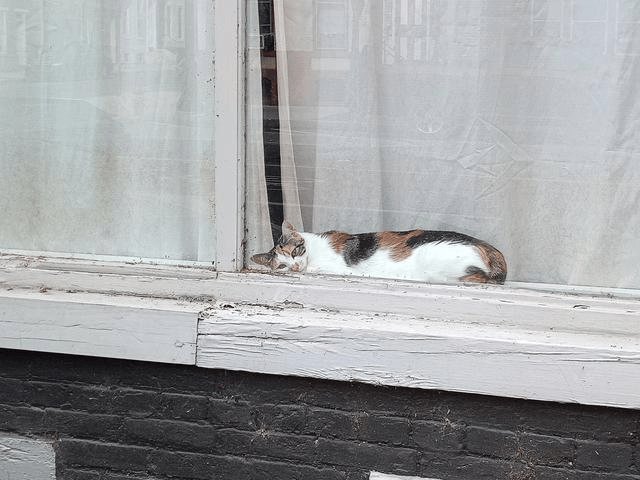 A cat napping in a window