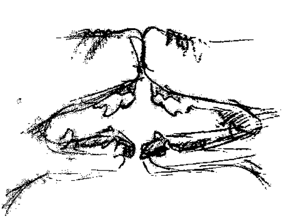 two mammalian snouts pushed against each other, teeth bared.
