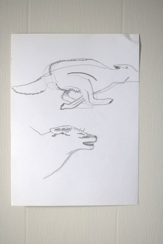 a paper taped to a wall with two pencil sketches of a coyote running