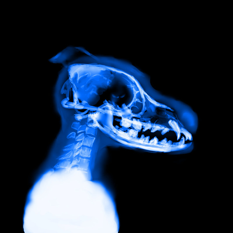 Digital painting of an x-ray of an indistinct anthro person's skull