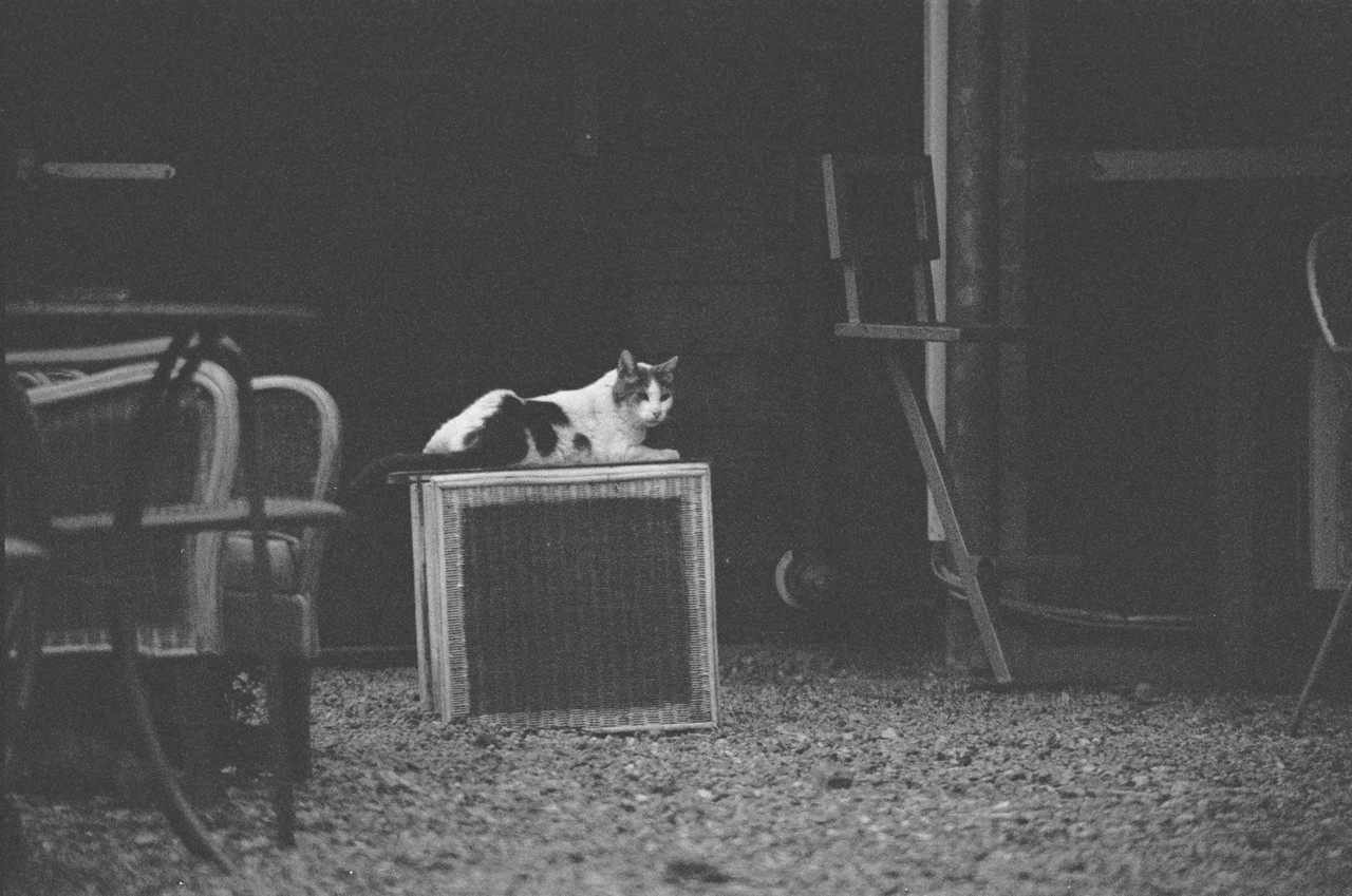 A cat sitting on a table outdoors