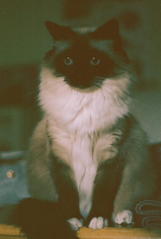 pidge, possibly a ragdoll with black and white fur