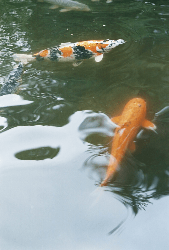Koi in a pond