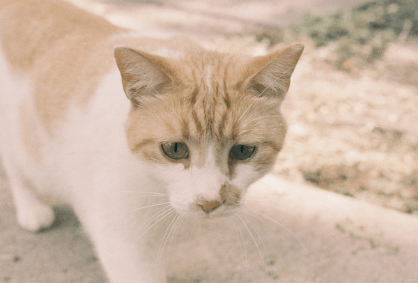 an orange tabby stray cat